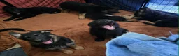 German Shepherd dogs for sale: 9 beautiful german shepards looking for a home - Advert 7