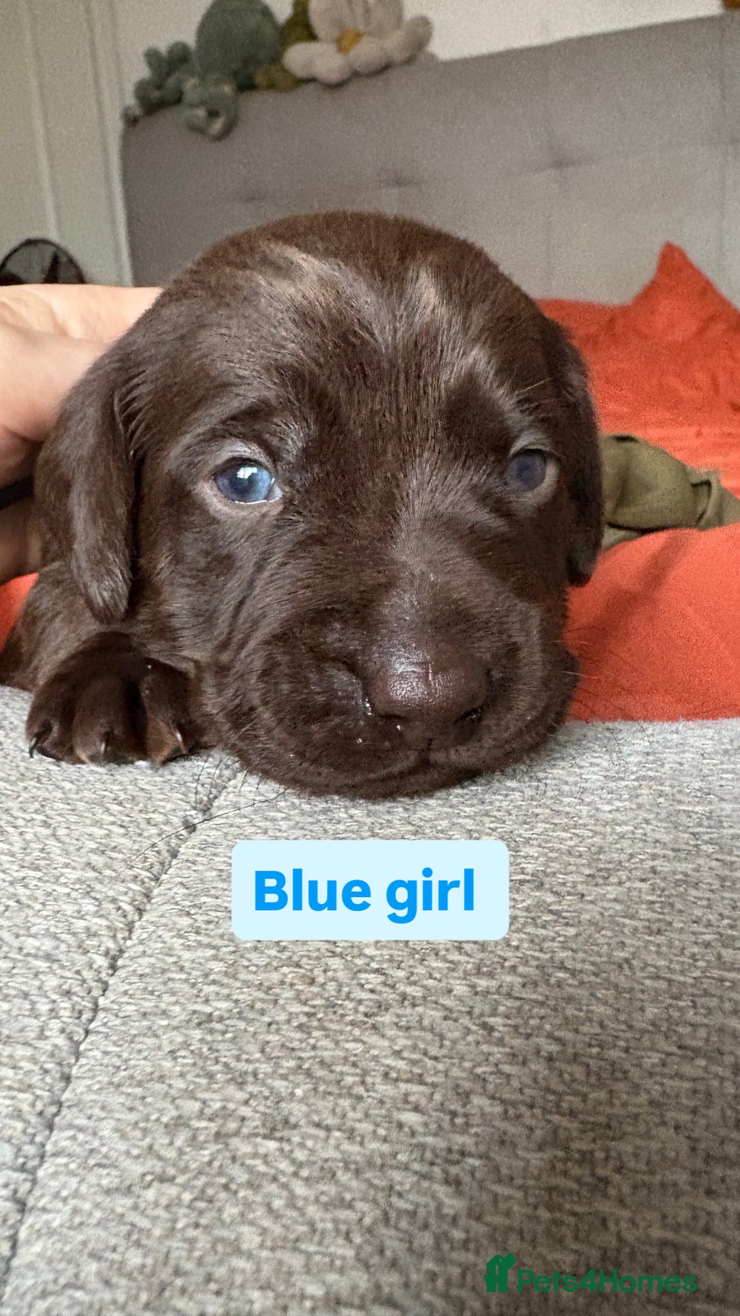 Labradoodle dogs for sale: mini labradoodle mix / LAST 2 GIRLS READY NOW! - Advert 11