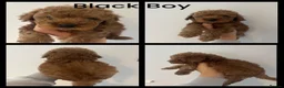 Toy Poodle dogs for sale: Last Tiny Toy×Asian Poodle Puppy Ready 21/09/26 - Advert 2