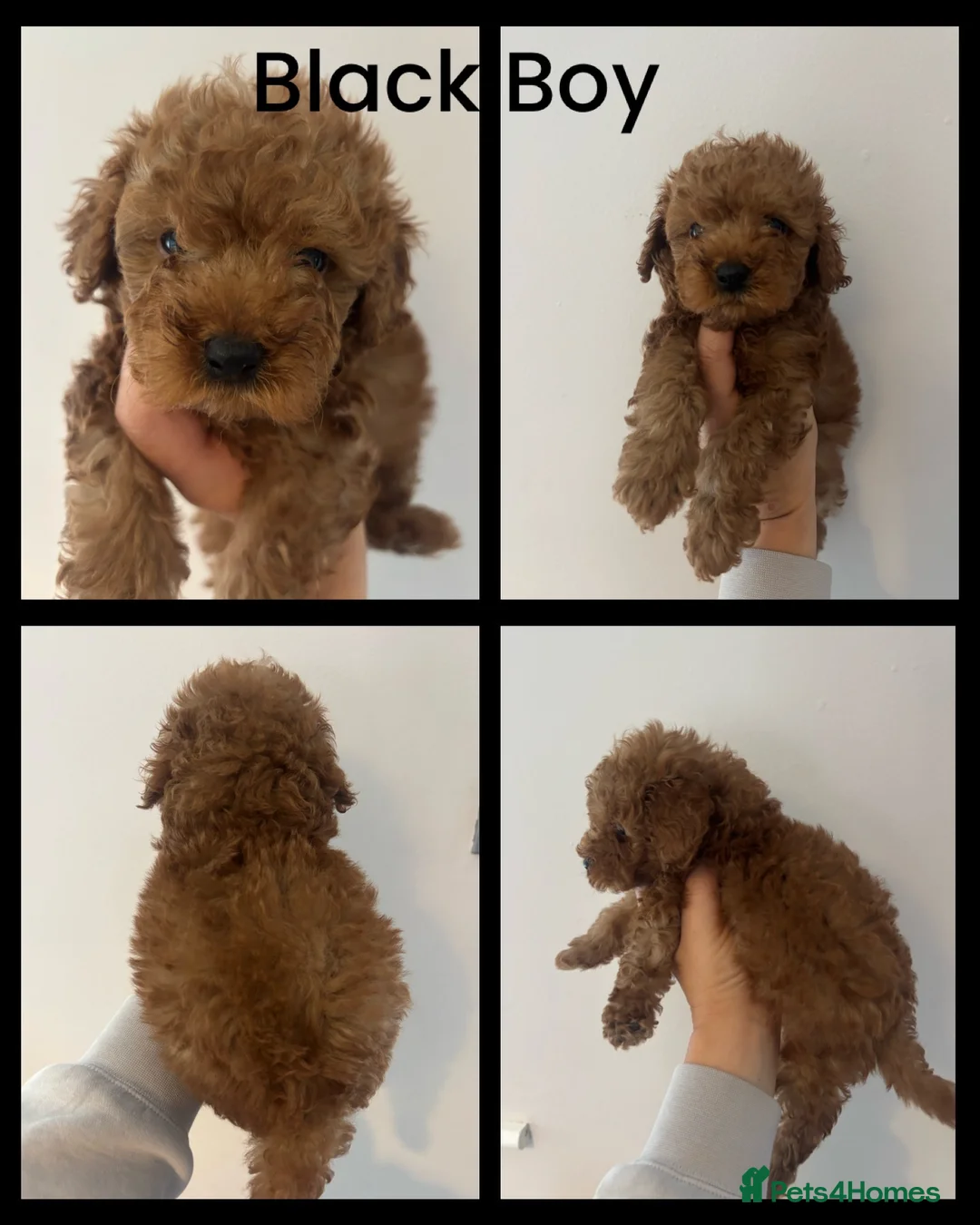 Toy Poodle dogs for sale: Last Tiny Toy×Asian Poodle Puppy Ready 21/09/26 - Advert 2