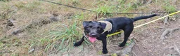 Patterdale Terrier dogs for sale: Bramble needs a new home - Advert 3