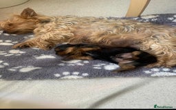 Yorkshire Terrier dogs for sale: Yorkshire Terrier  - Image 4