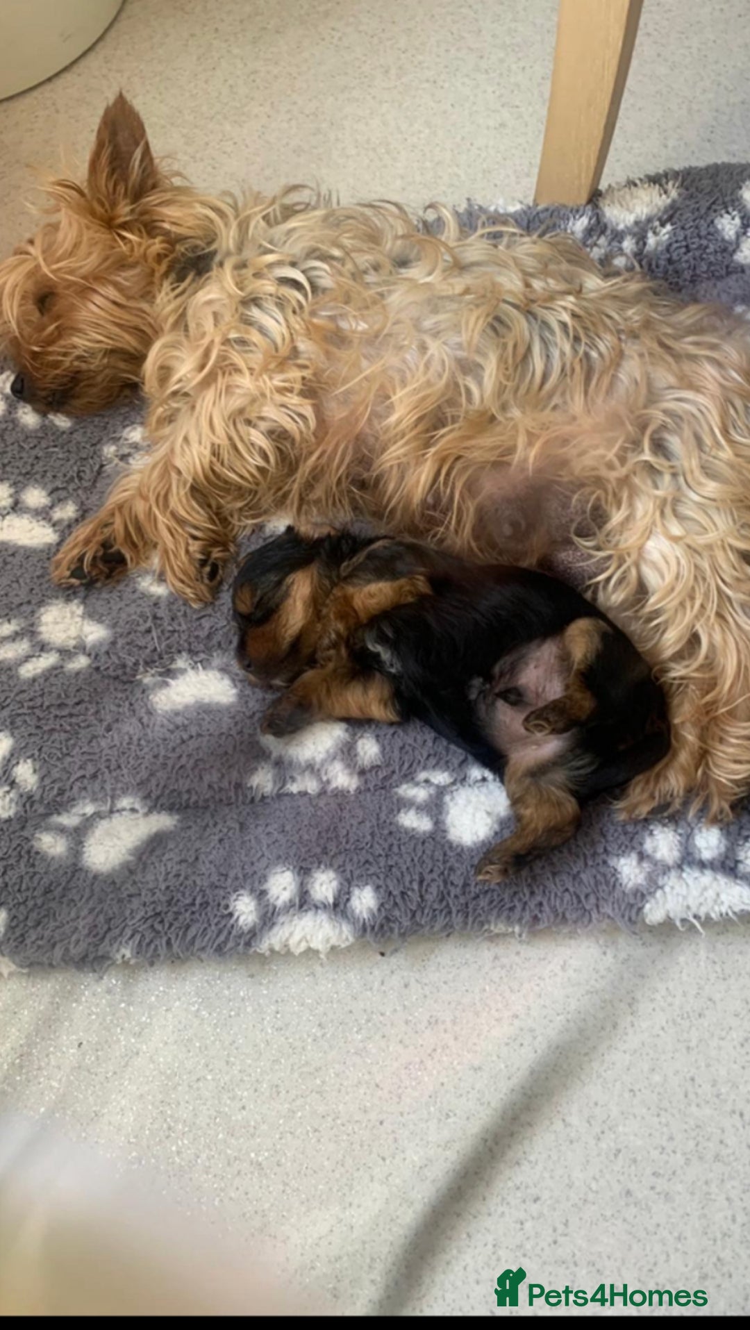 Yorkshire Terrier dogs for sale: Yorkshire Terrier  - Image 4