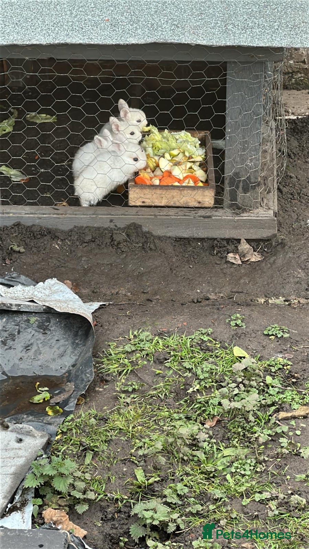 Angora rabbits for sale: Dutch and angora babies  - Advert 14