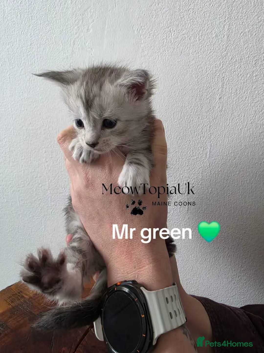 Maine Coon cats   Tica registered pedigree mainecoon kittens  - Advert 10