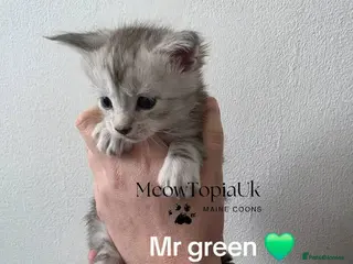 Maine Coon cats Tica registered pedigree mainecoon kittens - Advert 3