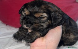 Cockapoo dogs for sale: black sable cockapoo girl  - Advert 24