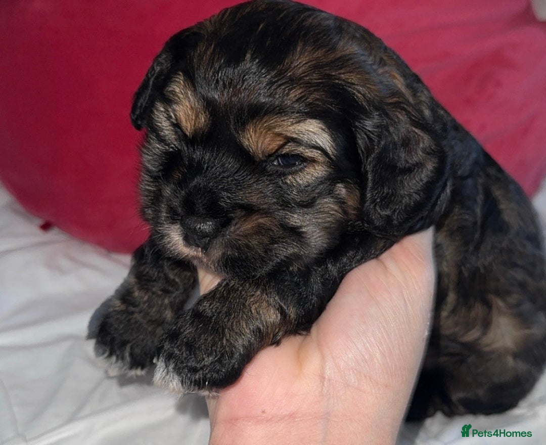 Cockapoo dogs for sale: black sable cockapoo girl  - Advert 24