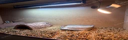 Tortoise reptiles for sale: Spurtheigh tortoise in Swansea - Advert 2