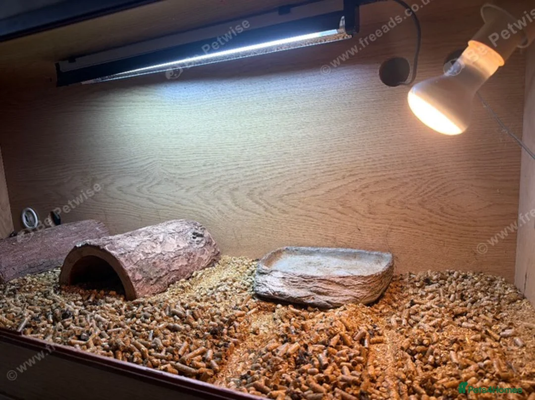 Tortoise reptiles for sale: Spurtheigh tortoise in Swansea - Advert 2