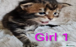 Maine Coon cats for sale: 100% Maine Coon Kittens DNA HEALTH TESTED PARENTS  - Image 27