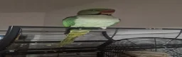 Parrots birds for sale: Male Alexandrine Parrot for Rehoming - Advert 3