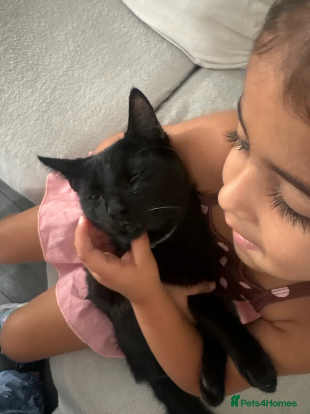 Mixed Breed cats for sale: Half Siamese black male  - Advert 4