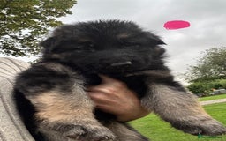German Shepherd dogs for sale: German shepherd puppies  - Image 10