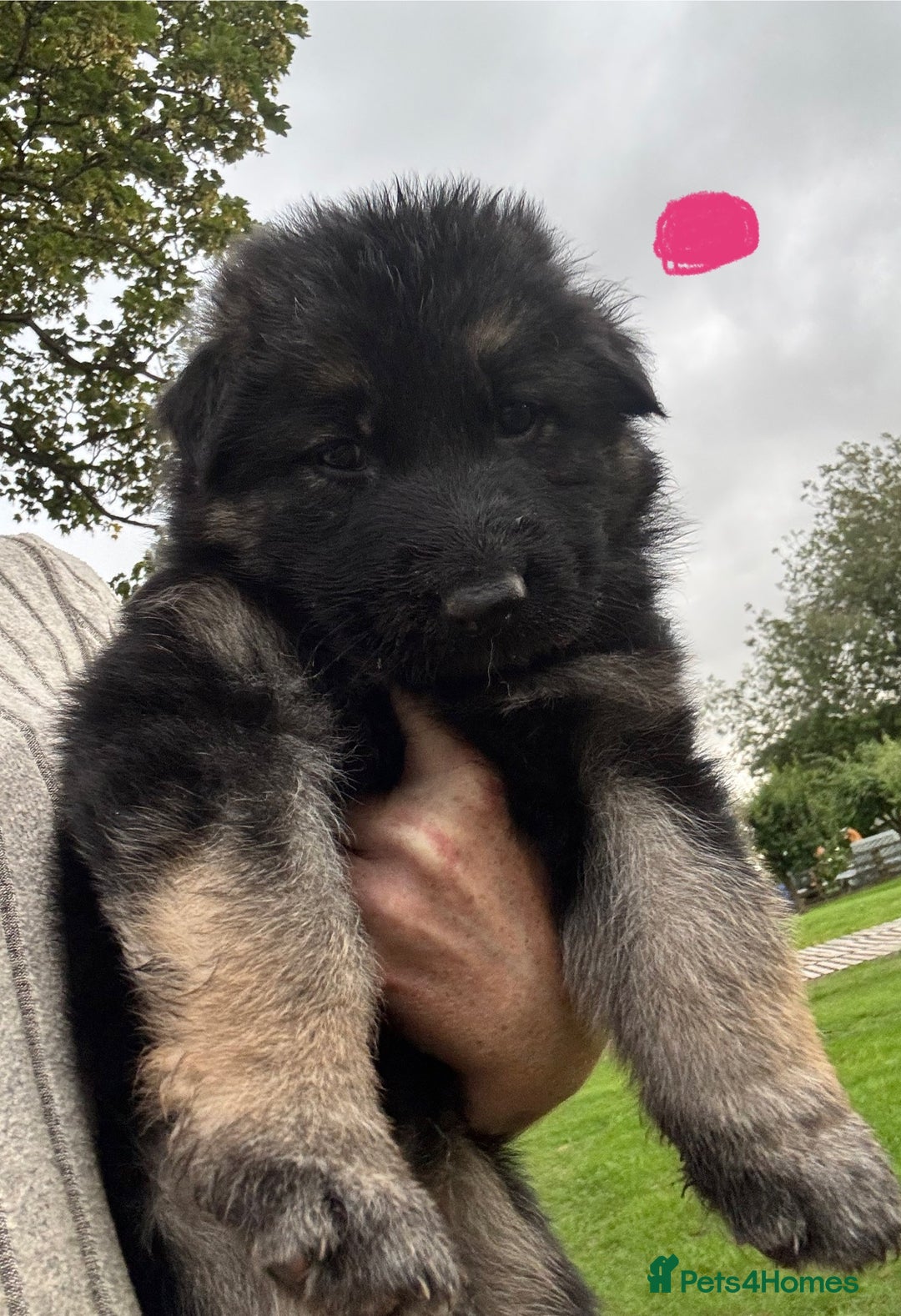 German Shepherd dogs for sale: German shepherd puppies  - Image 10