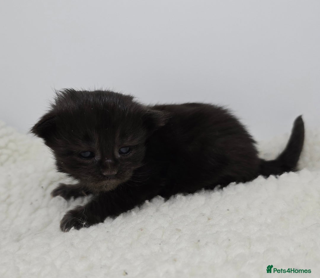 Maine Coon cats for sale: Maine Coon Kittens LARGE Blue/Black Tortie/Tabby - Advert 12