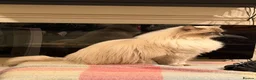 Ragdoll cats for sale: Adorable Loving Ragdoll Boy - Advert 3