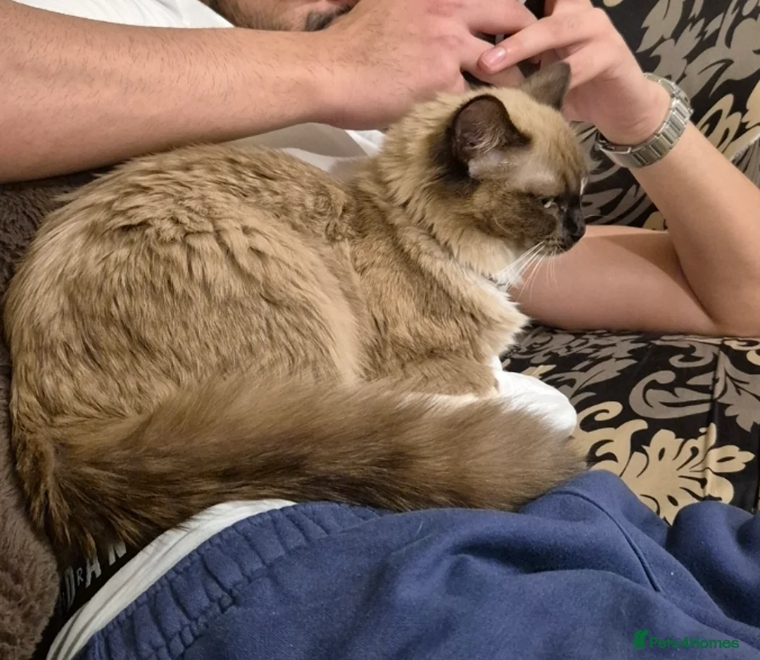 Ragdoll cats for sale: Ragdoll female cat - Advert 2