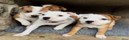 Staffordshire Bull Terrier dogs for sale: Beautiful Staffordshire Bull Terrier Puppies 🐾 in Richmond - Advert 2