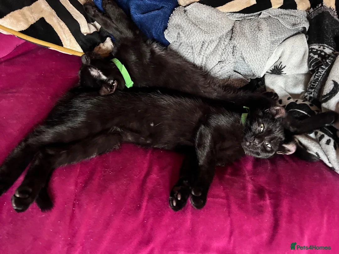 Mixed Breed cats for sale: Last Boy of the Bunch  in Bromyard - Advert 6