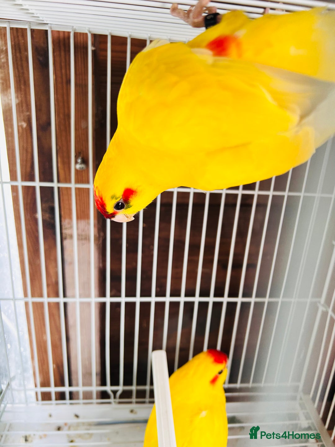 Parakeets birds for sale: Breeding pair buttercup Kakrikis  - Image 8