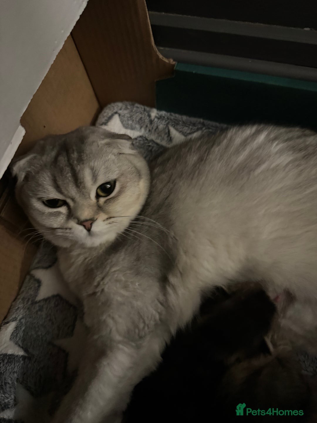 Scottish Fold cats for sale: 2 Stunning Scottish Fold Litters Available - Advert 15