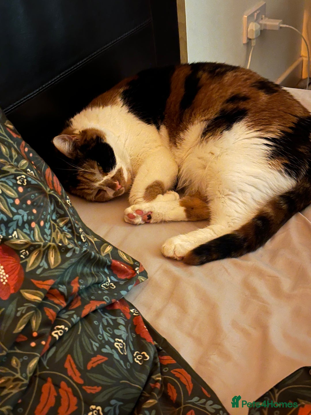 Domestic Shorthair cats for sale: Female cat for rehome  - Advert 6