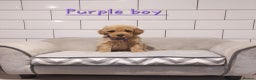 Cavachon dogs for sale: Cavapoochon puppies 🥰 - Advert 9