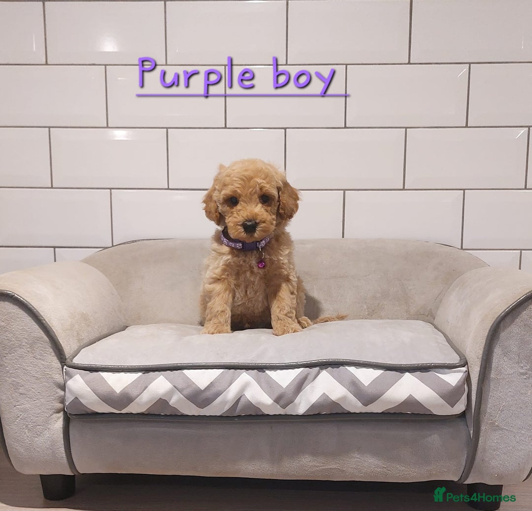 Cavachon dogs for sale: Cavapoochon puppies 🥰 - Advert 9