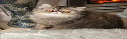 Persian cats for sale: GCCF Registered kittens for sale - Advert 11