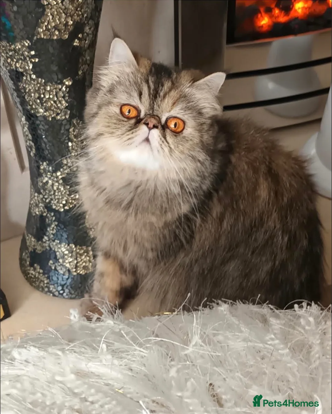 Persian cats for sale: GCCF Registered kittens for sale - Advert 11