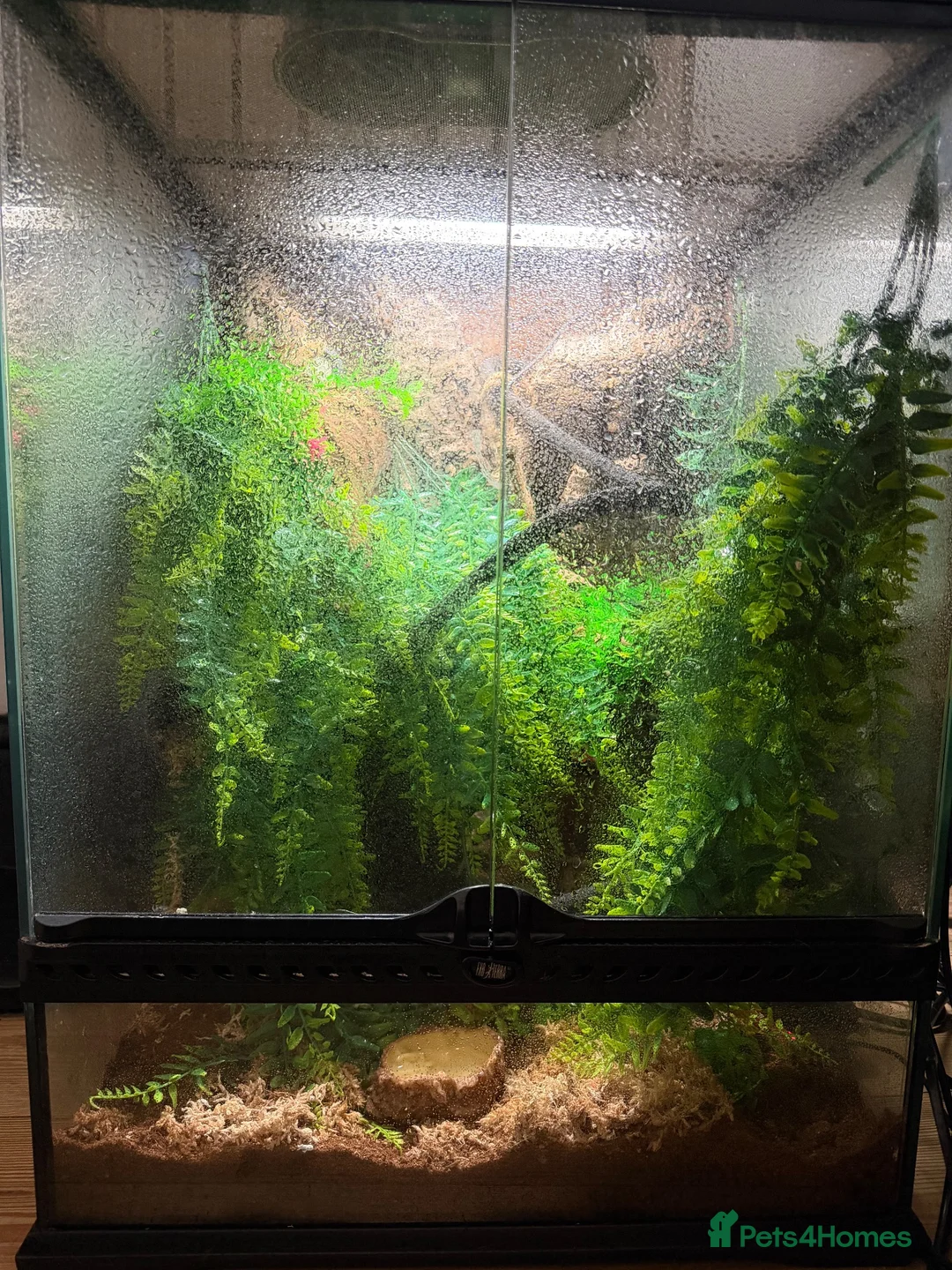 Gecko reptiles for sale: Gorgeous tame crested gecko  in Stoke-on-Trent - Advert 4
