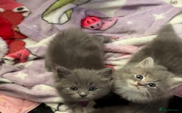 Ragdoll cats for sale: Stunning Ragdoll kittens available  - Image 4