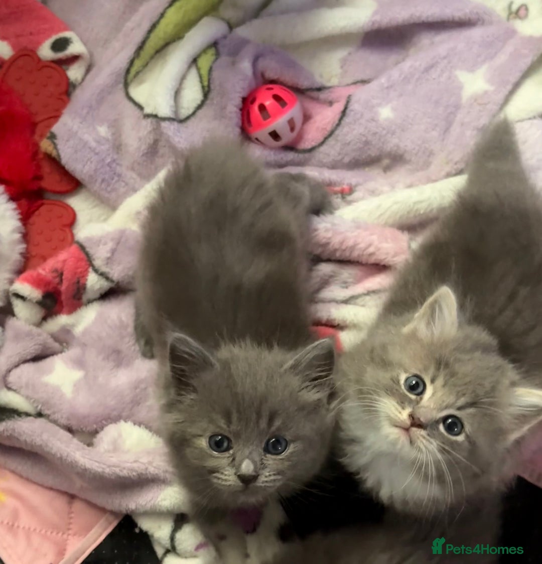 Ragdoll cats for sale: Stunning Ragdoll kittens available  - Image 4