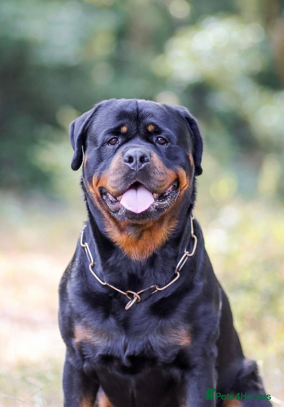 Rottweiler dogs Proven stud Hector 60kg plus Rottweiler KC Reg  - Advert 16