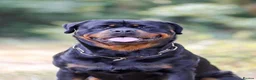 Rottweiler dogs for stud: Proven stud Hector 60kg plus Rottweiler KC Reg  - Advert 1