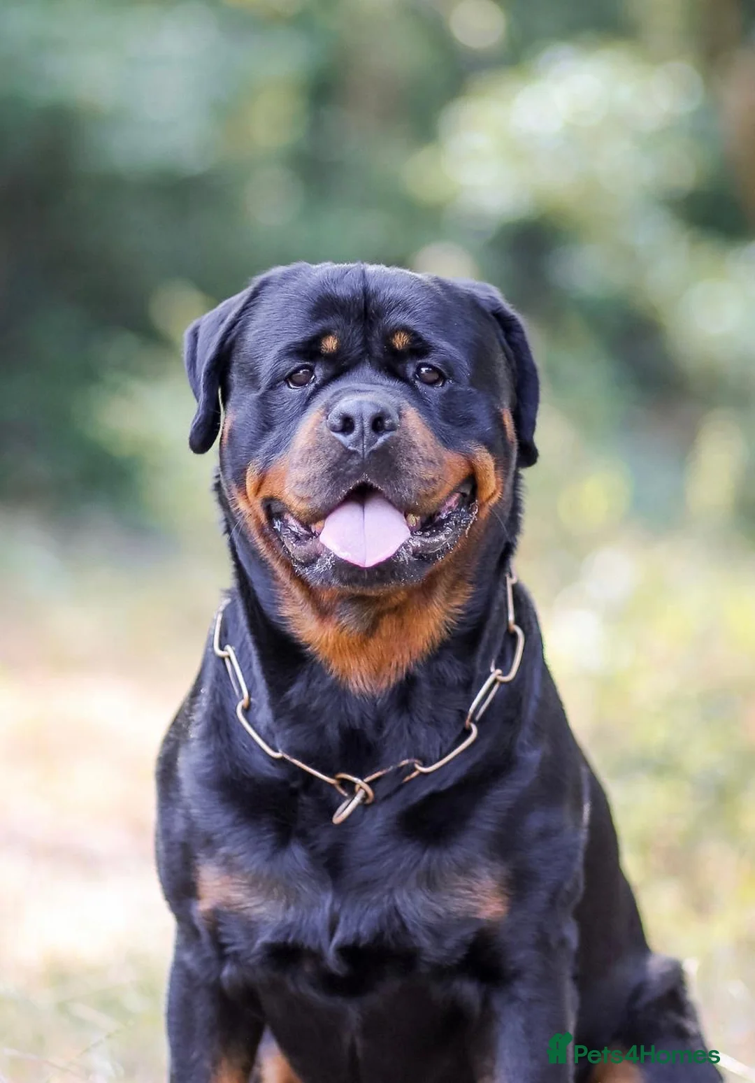 Rottweiler dogs for stud: Proven stud Hector 60kg plus Rottweiler KC Reg  - Advert 1