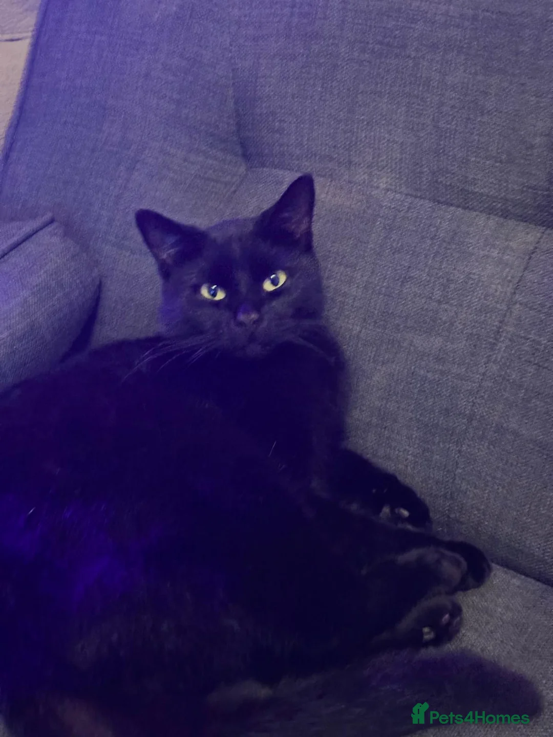 Domestic Shorthair cats for sale: Litter of 7 Ready for new homes 🥺 💖 in West Drayton - Advert 2
