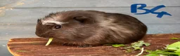 Guinea Pig rodents for sale: 6 week old baby guinea pigs - reserved  - Advert 5