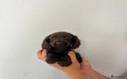 Cocker Spaniel dogs for sale: STUNNING COCKER SPANIEL PUPPIES  - Image 16