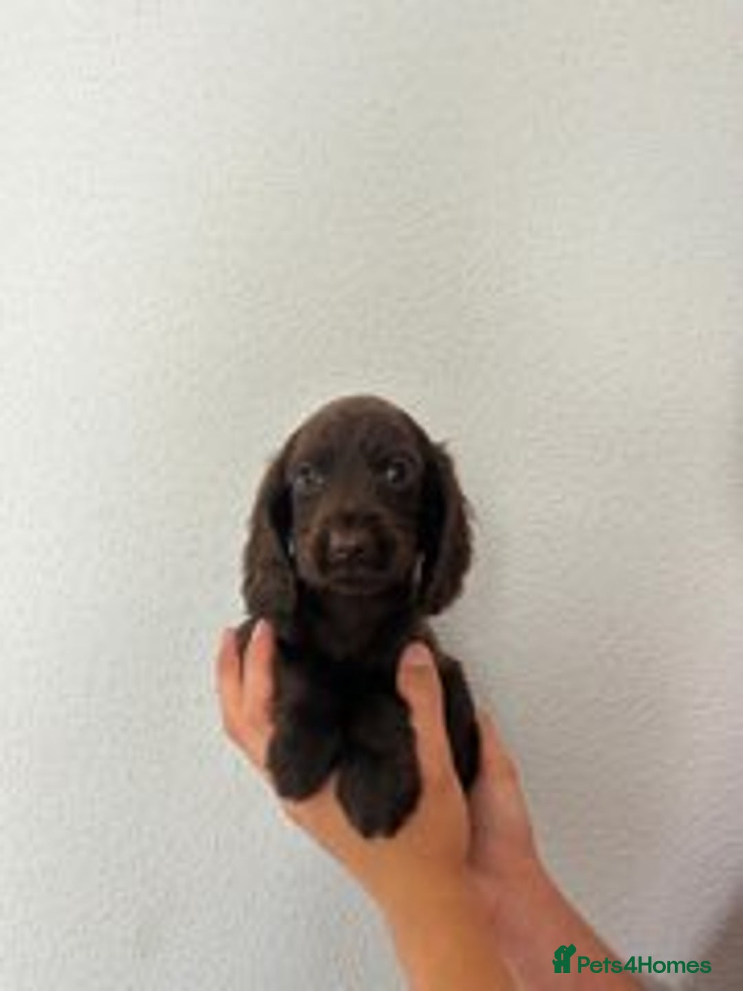Cocker Spaniel dogs for sale: STUNNING COCKER SPANIEL PUPPIES  - Image 16