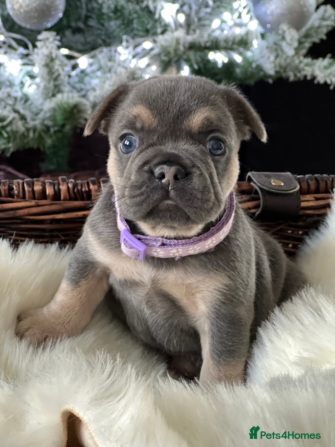 French Bulldog dogs for sale: Stunning Kc French Bulldog puppies  - Advert 2