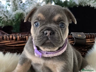 French Bulldog dogs Stunning Kc French Bulldog puppies - Advert 6