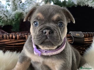 French Bulldog dogs Stunning Kc French Bulldog puppies - Advert 3