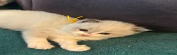 Ragdoll cats for sale: 4 beautiful ragdoll kittens  - Advert 11