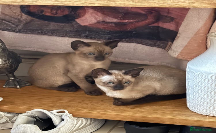 Tonkinese cats - Advert 1