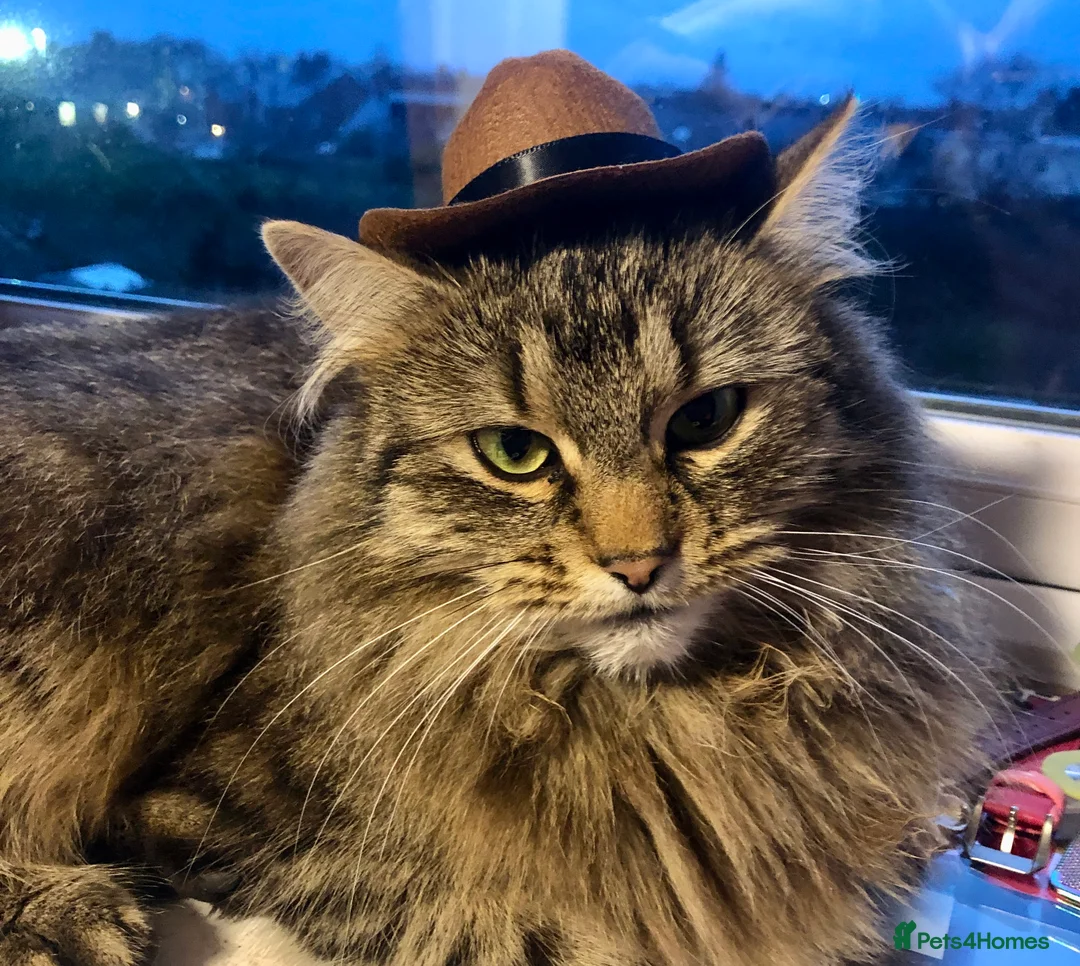 Mixed Breed cats for sale: Female longhair  in Ardrossan - Advert 1