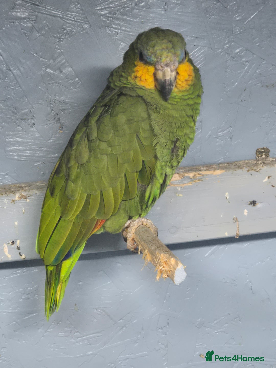 Parrots birds for sale: Blue fronted amazon parrots pair - Advert 2