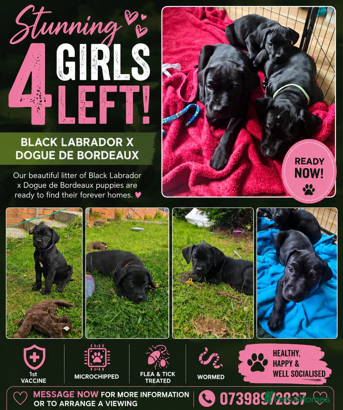 Mixed Breed dogs Dogue de bordeux x lab - Advert 2