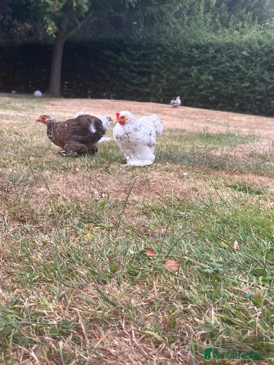 Chickens poultry for sale: Pekin Bantams in Chester - Advert 2